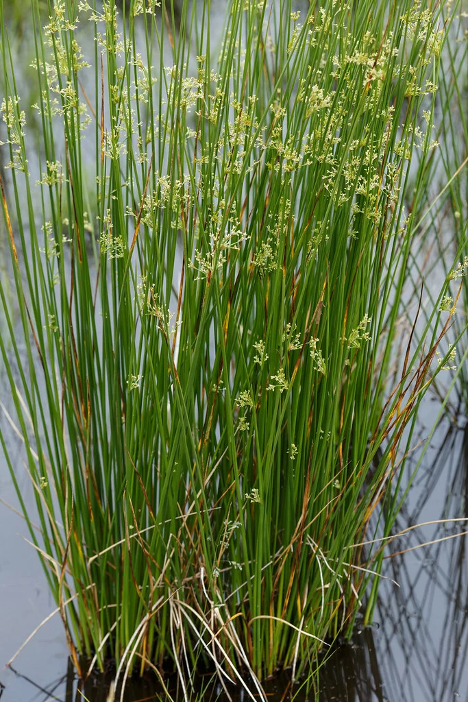 JUNCUS SP
