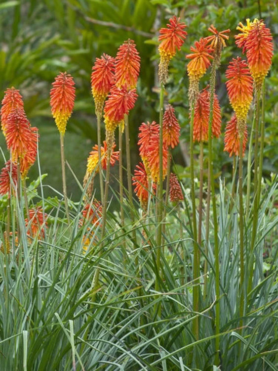 KNIPHOFIA UVARIA