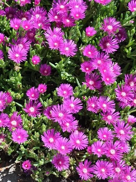 LAMPRANTHUS