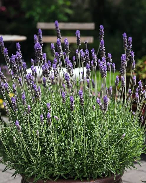 Lavandula angustifolia