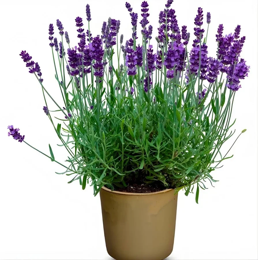 LAVANDULA DENTATA