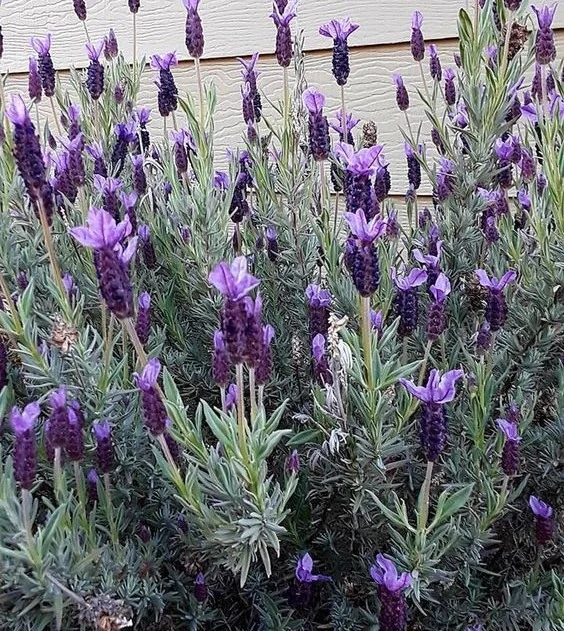 LAVANDULA STOECHAS