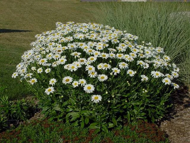 LEUCANTHEMUM VULGARE