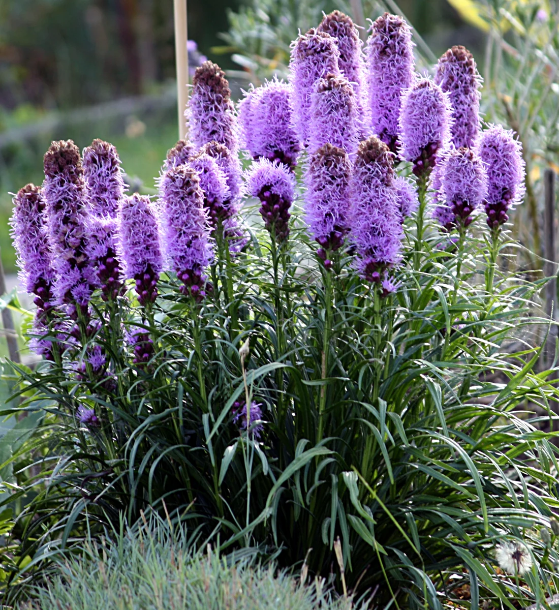 LIATRIS SPICATA