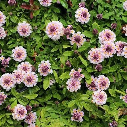LIPPIA REPENS