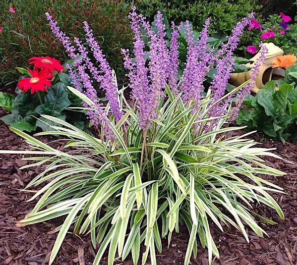 LIRIOPE MUSCARI Variegata