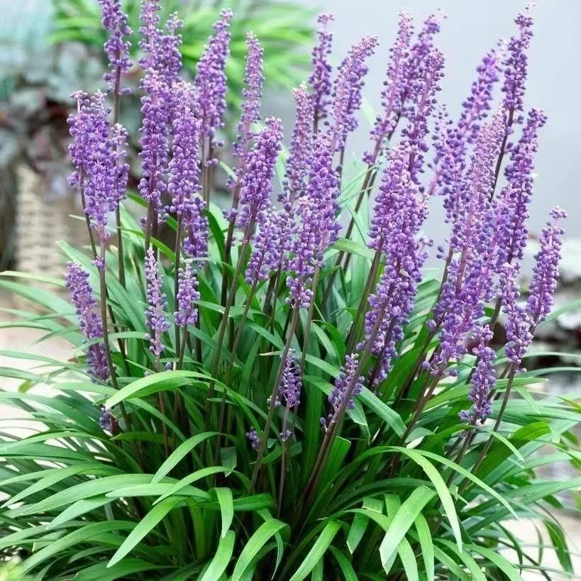 LIRIOPE SP