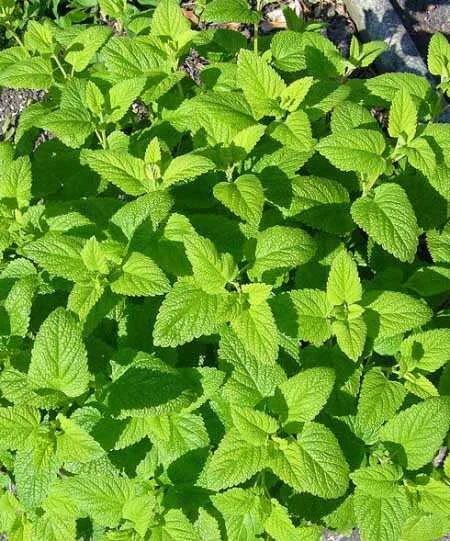 MELISSA OFFICINALIS
