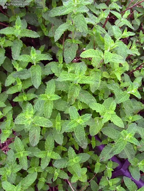 MENTHA SP