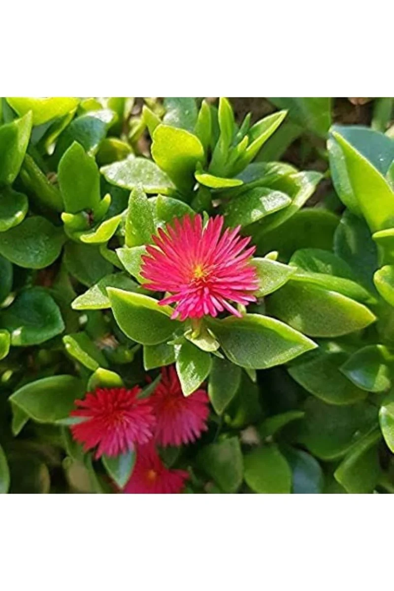 MESEMBRYANTHEMUM