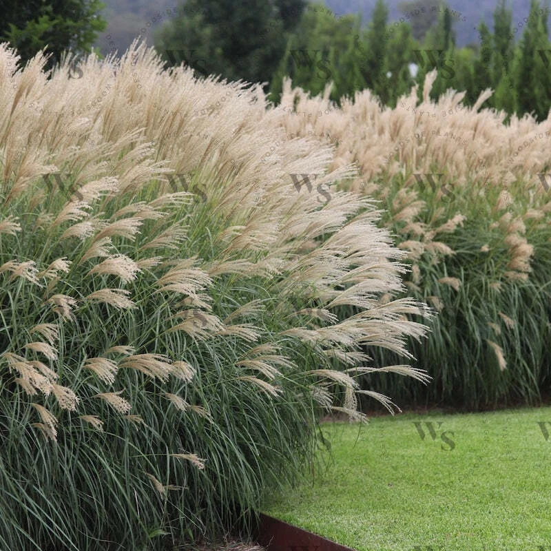 MISCANTHUS SINENSIS SP