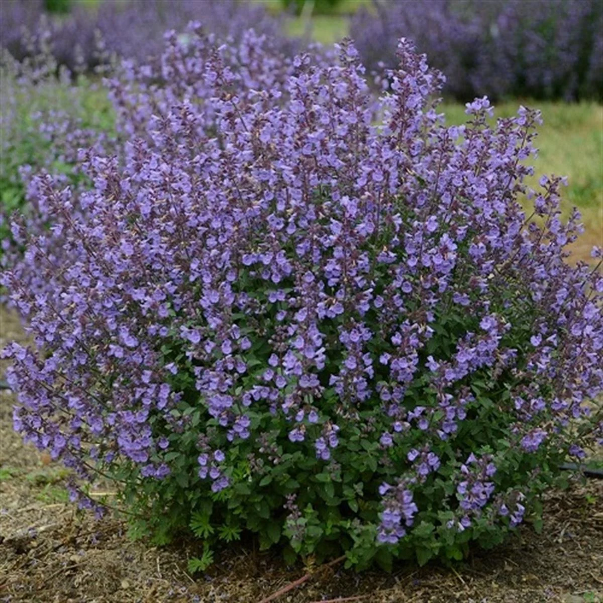 NEPETA FEASSENI