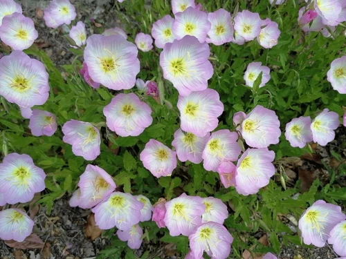 OENOTHERA BERLANDIERII