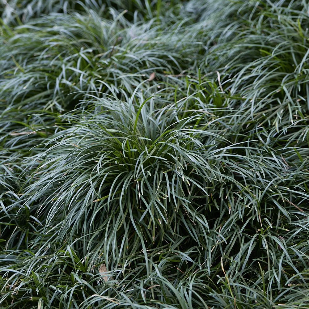 OPHIOPOGON JAPONICUS SP
