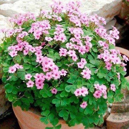 OXALIS SP