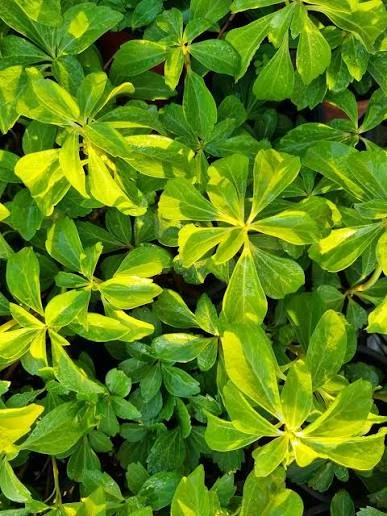 PACHYSANDRA TERMINALIS