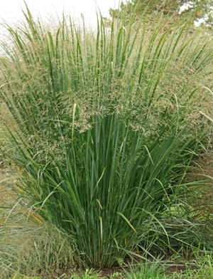 PANICUM VIRGATUM SP