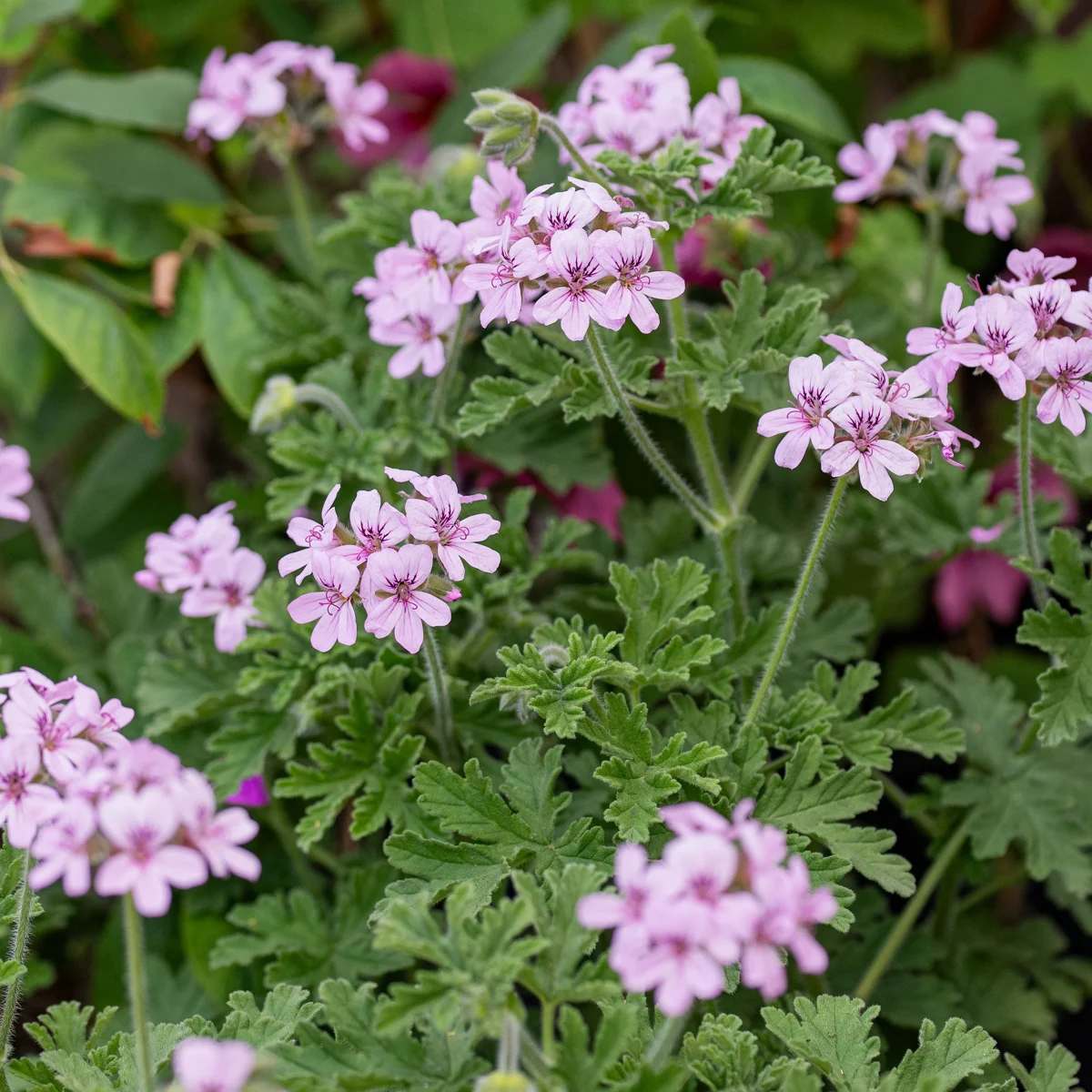 PELARGONIUM RADULA