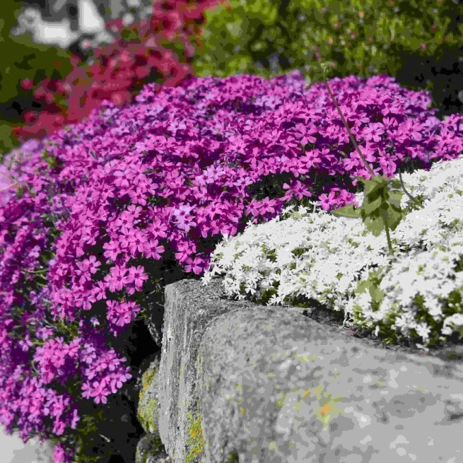 PHLOX SUBULATA