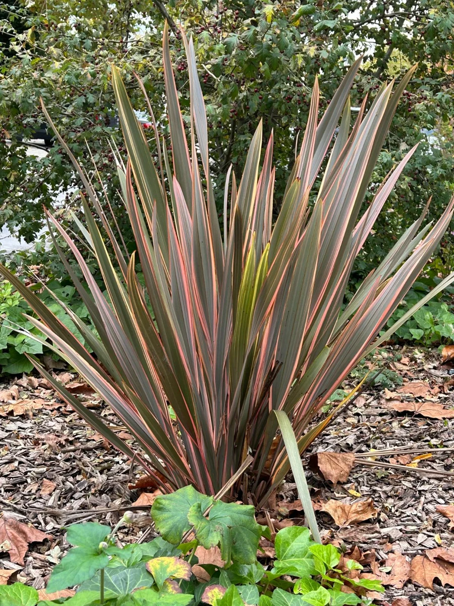 PHORMIUM TENAX