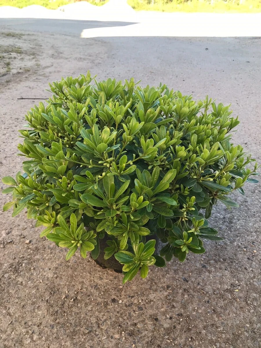 PITTOSPORUM TOBIRA Nana