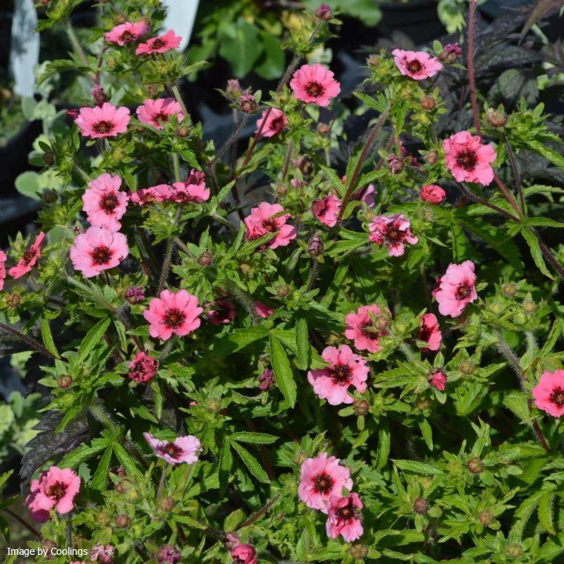 POTENTILLA NEPALENSIS