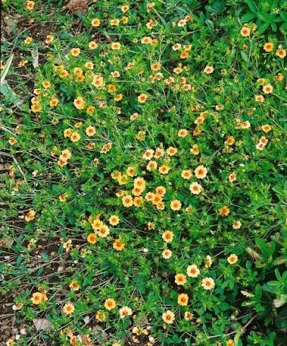 POTENTILLA TONGUEI