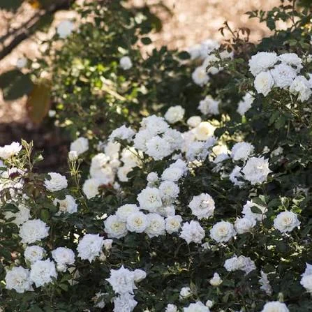 ROSA SP