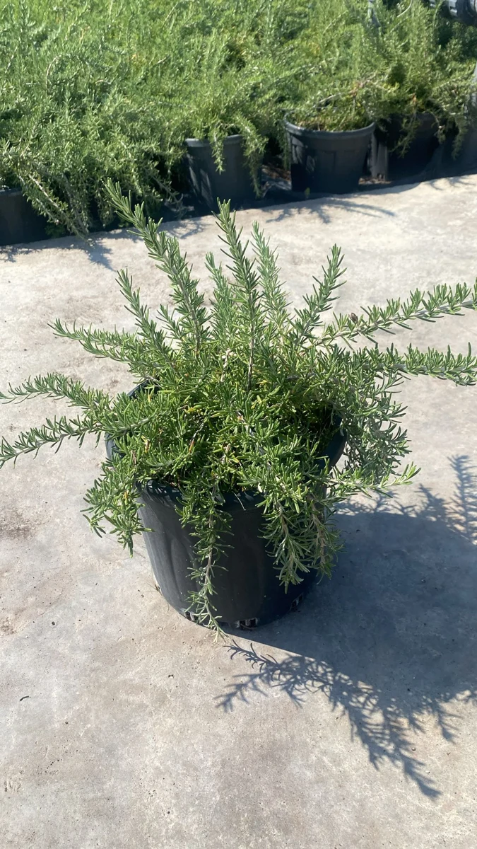 ROSMARINUS OFFICINALIS Prostratus