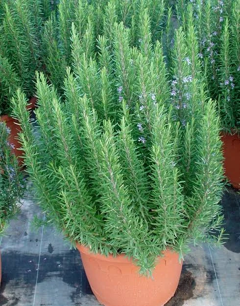 ROSMARINUS OFFICINALIS