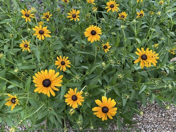 RUDBECKIA FULGIDA