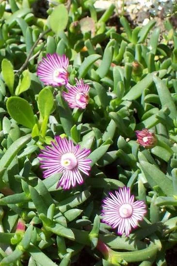RUSCHIA LINEOLATA