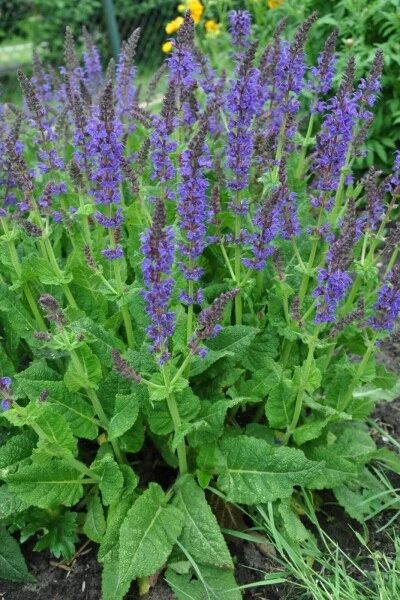 SALVIA SP