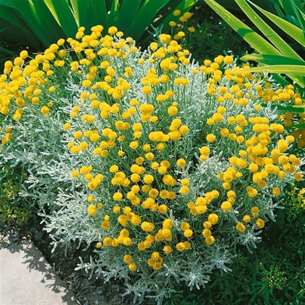 SANTOLINA CHAMAECYPARISSUS