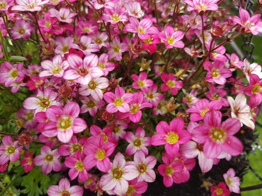 SAXIFRAGA ARENDSII