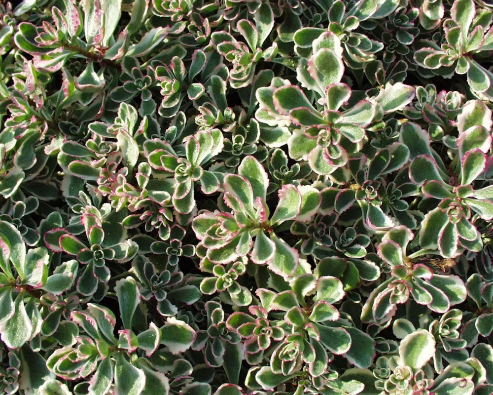 SEDUM SP