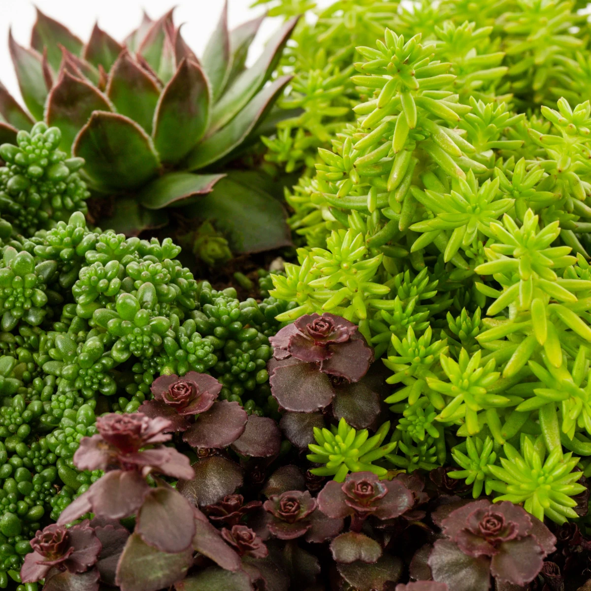 SEMPERVIVUM MIX
