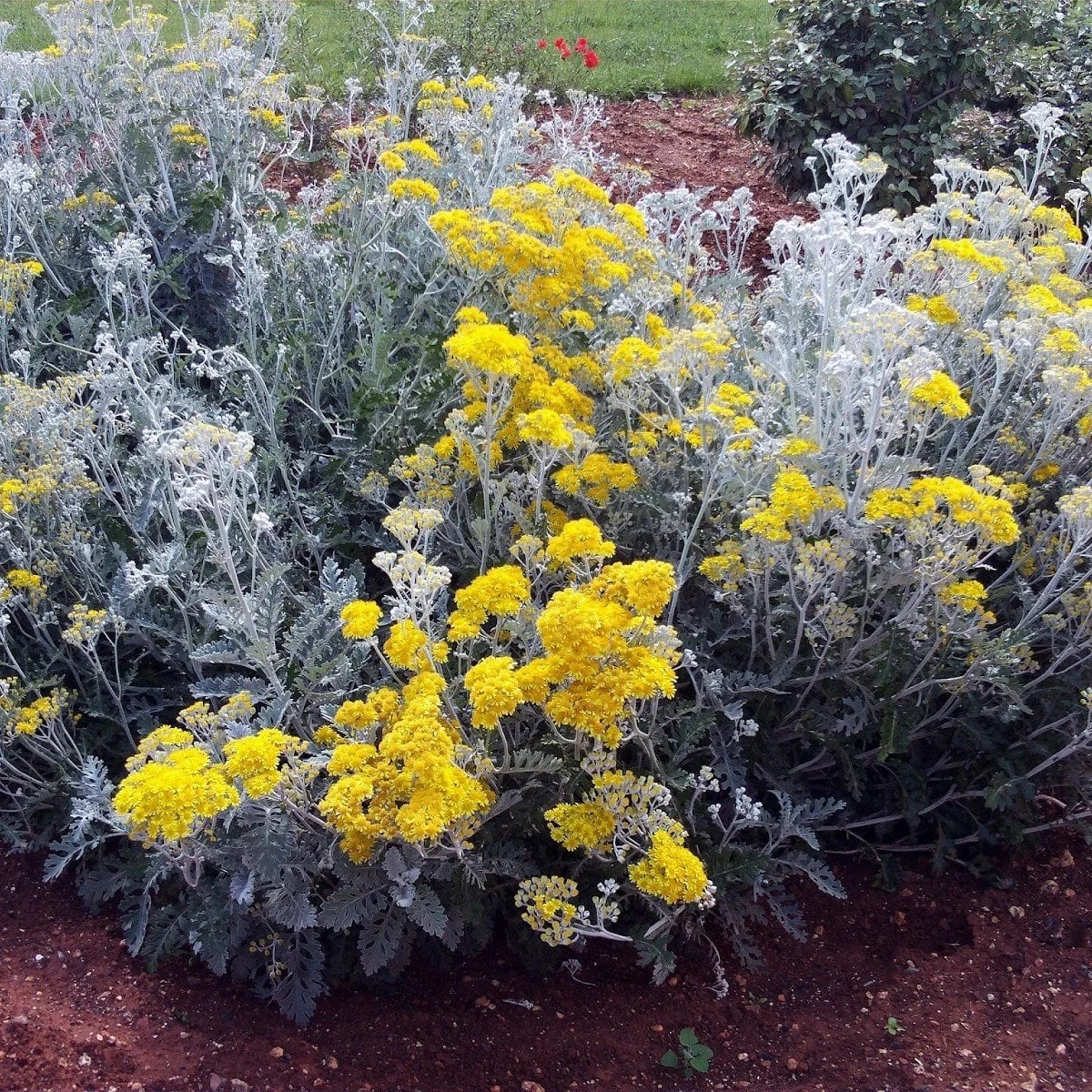 SENECIO CINERARIA