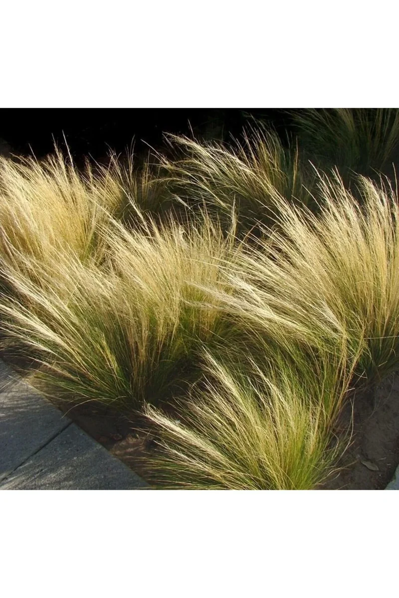 STIPA SP