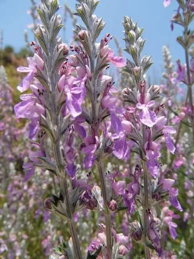 TEUCRIUM CHAMAEDRYS