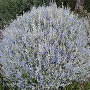 TEUCRIUM FRUTICANS