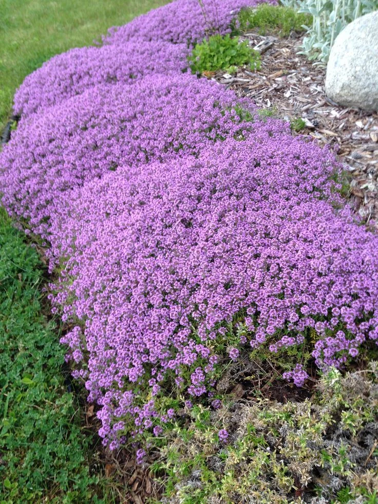 THYMUS SP