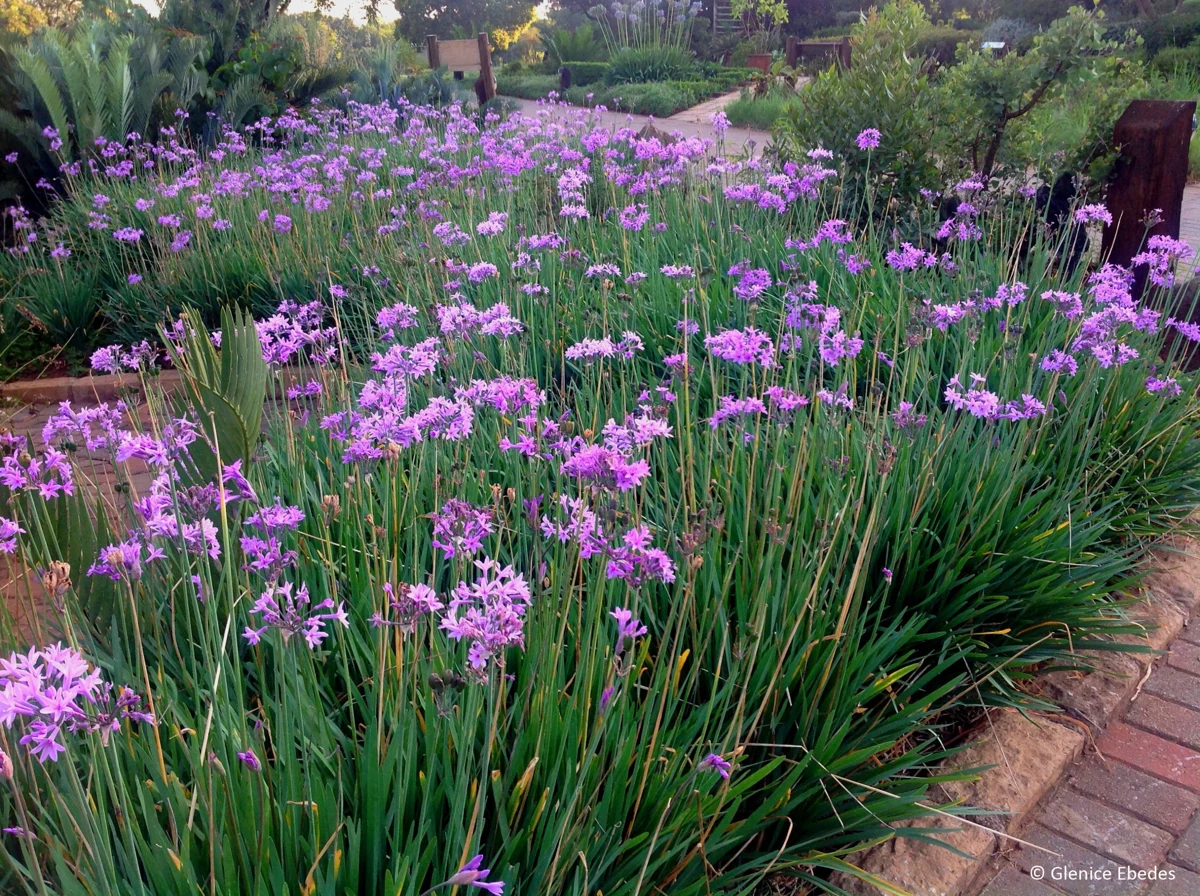 TULBAGHIA VIOLACEA