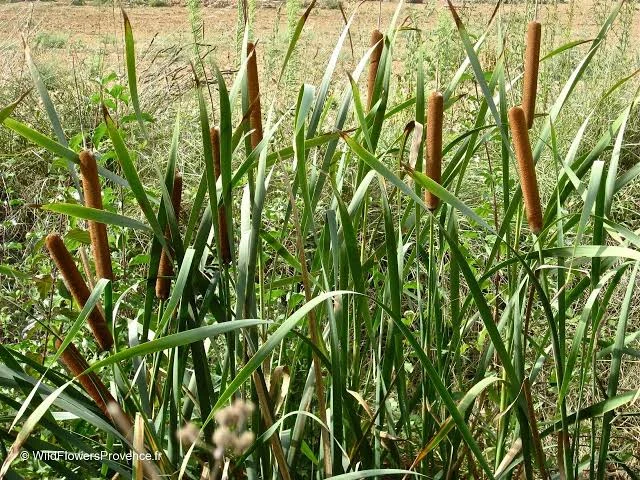 TYPHA