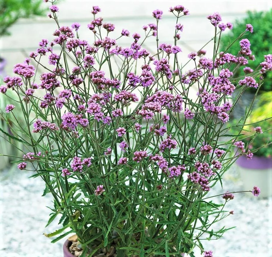 VERBENA BONARIENSSIS