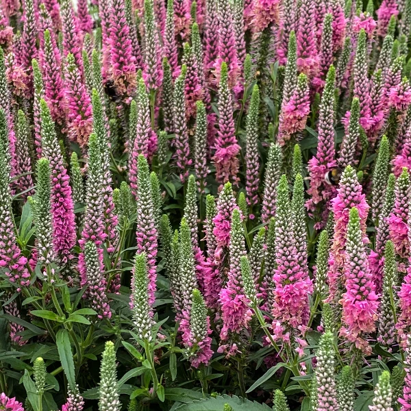 VERONICA SPICATA