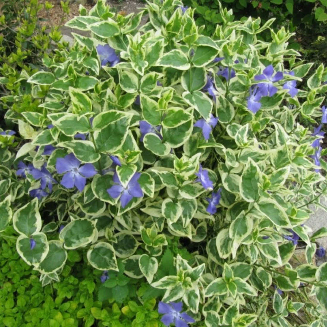 VINCA MAJOR